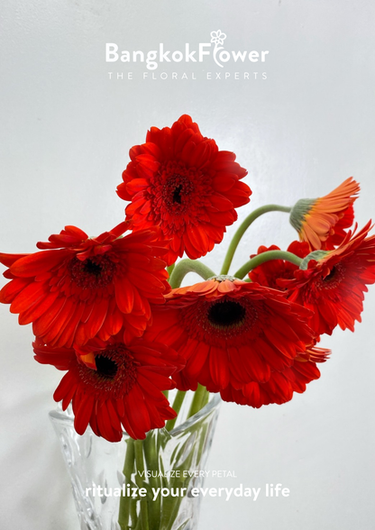 Scarlet Red Gerbera