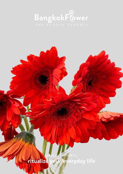 Scarlet Red Gerbera