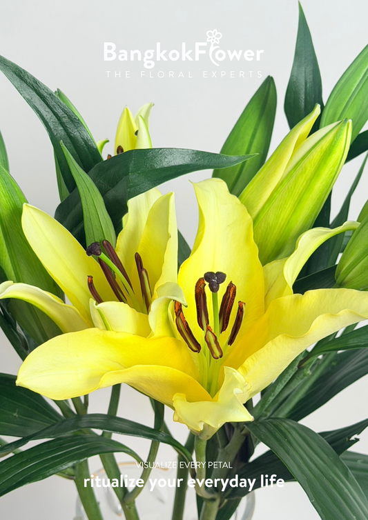 Lily Manissa