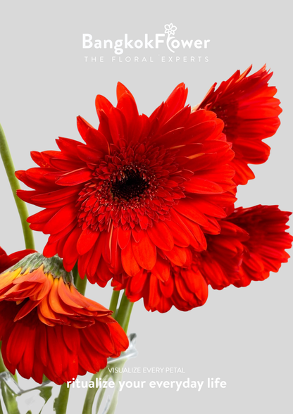 Scarlet Red Gerbera