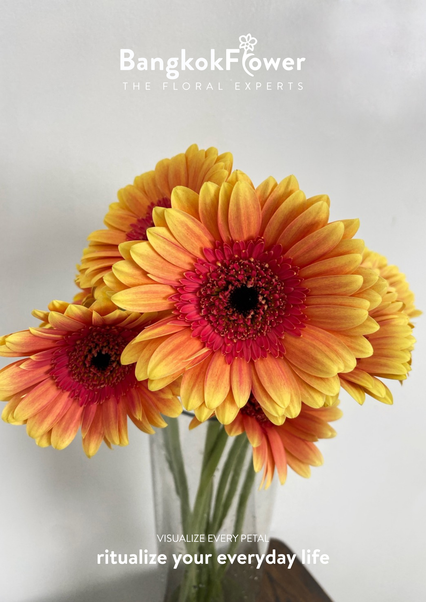 Sunset Glow Gerbera