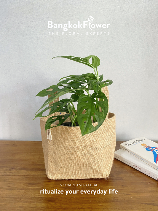 พลูฉลุ Windowed Monstera