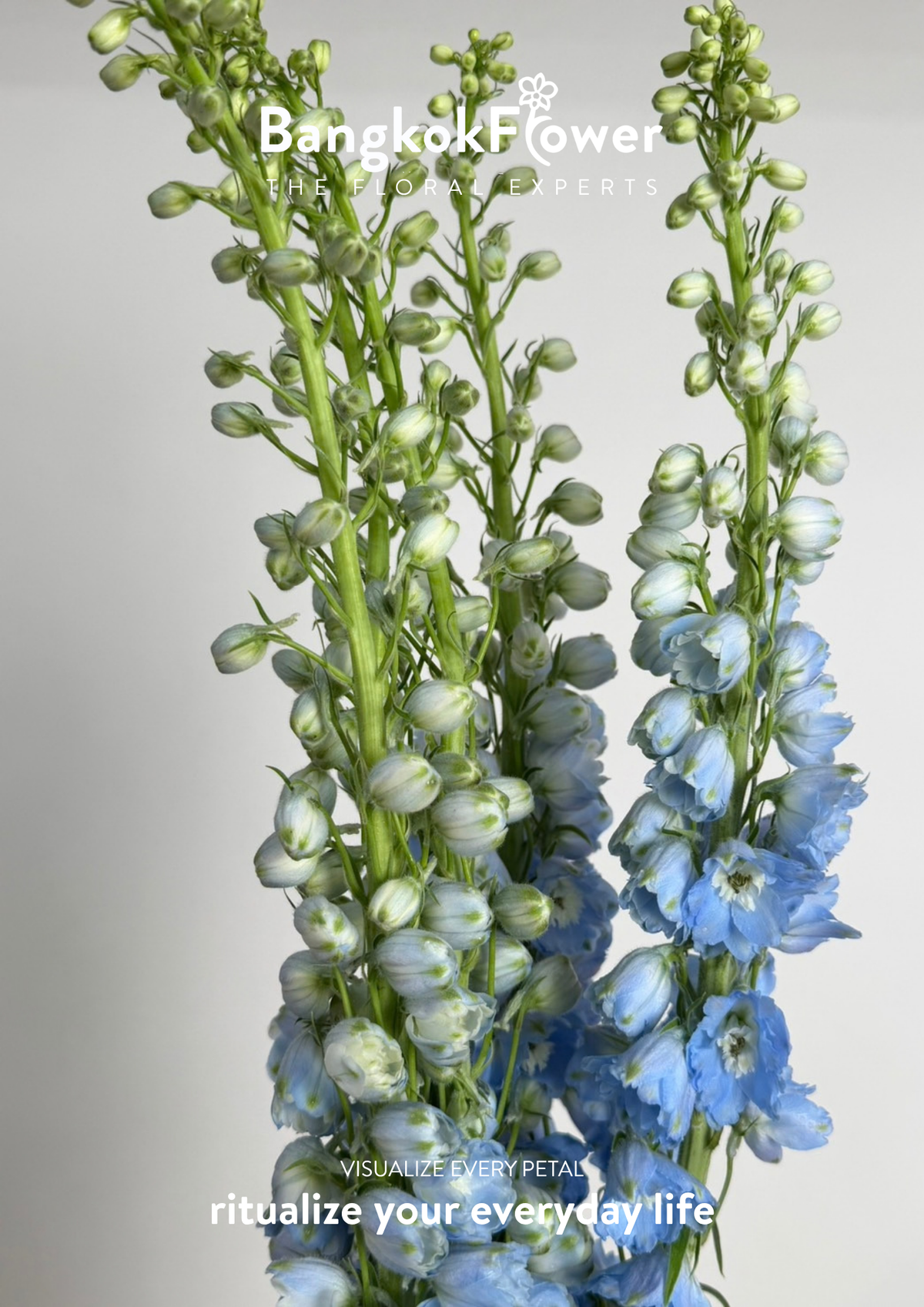 Delphinium Light Blue