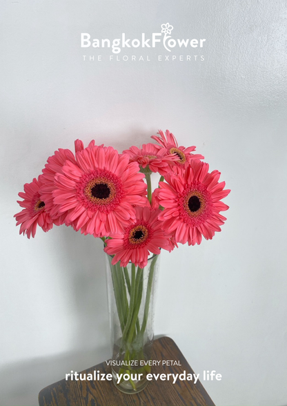 Fuchsia Pink Gerbera