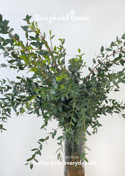 Eucalyptus Mini