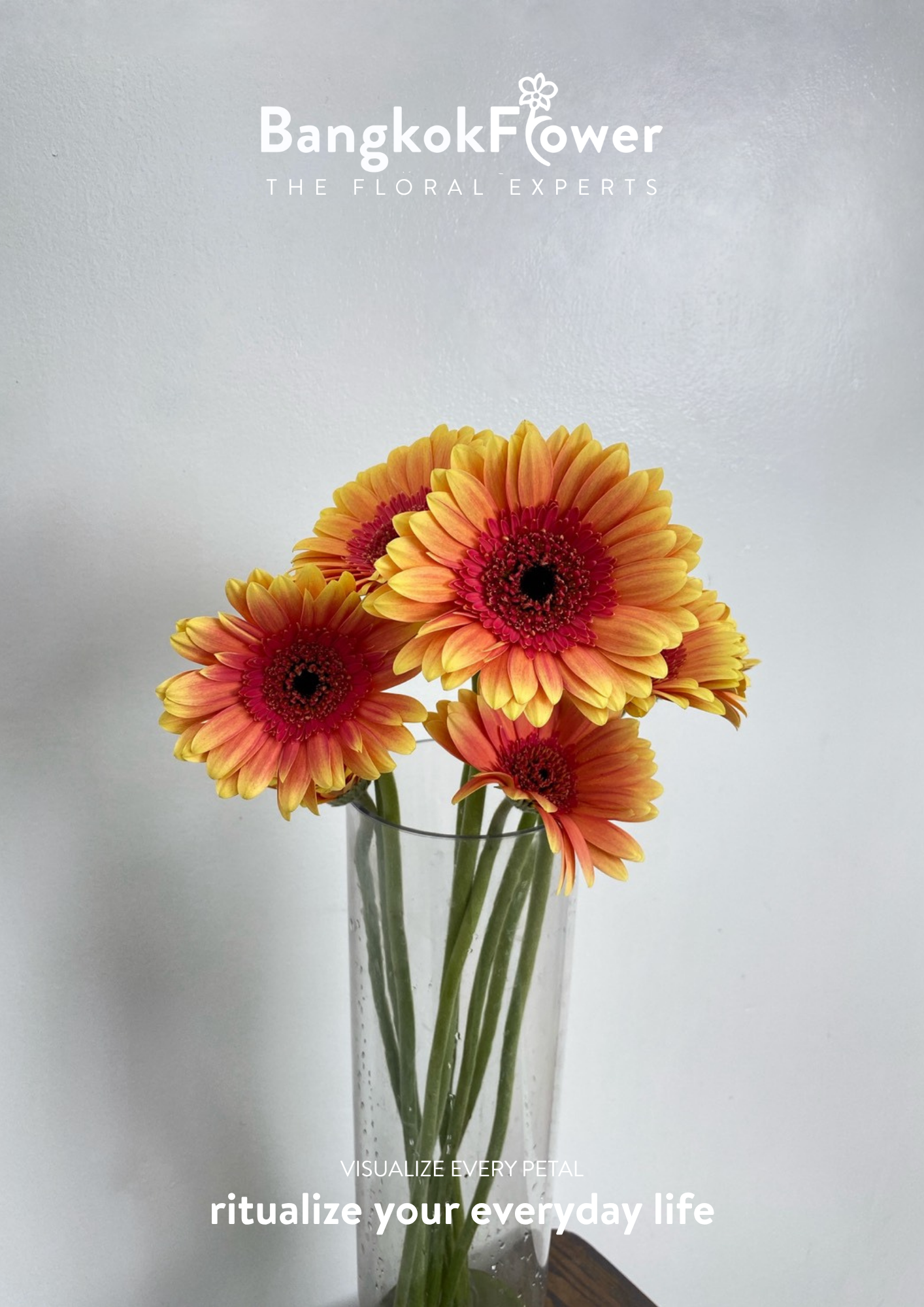 Sunset Glow Gerbera