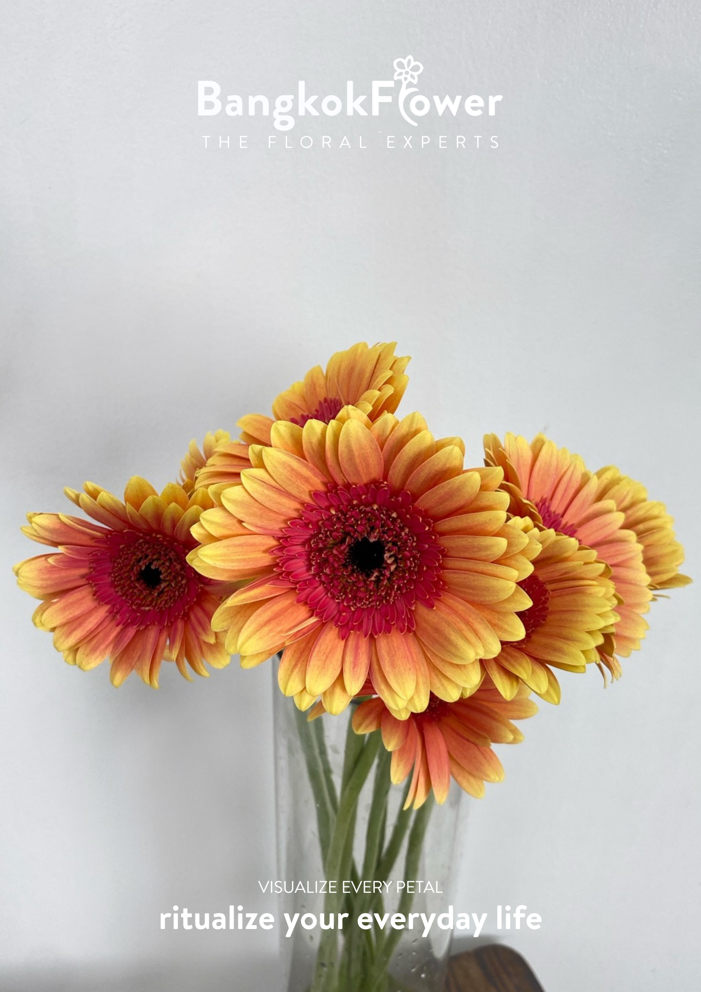Sunset Glow Gerbera
