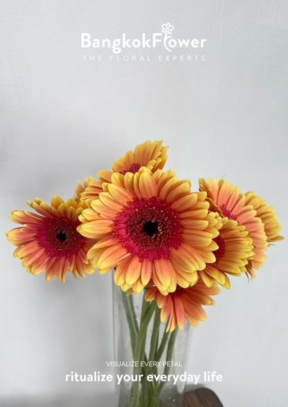 Sunset Glow Gerbera