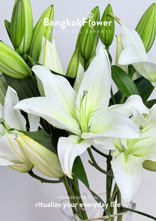 Lily white