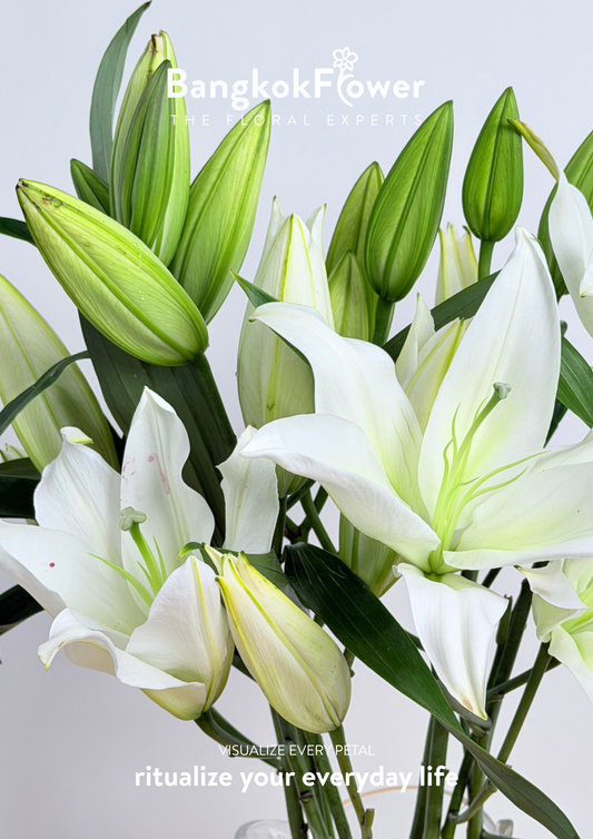 Lily white