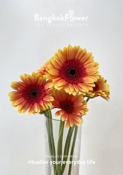 Sunset Glow Gerbera