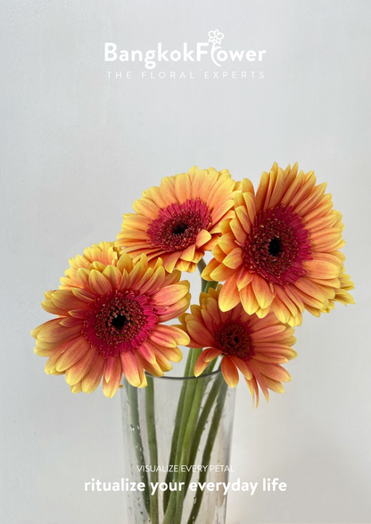 Sunset Glow Gerbera