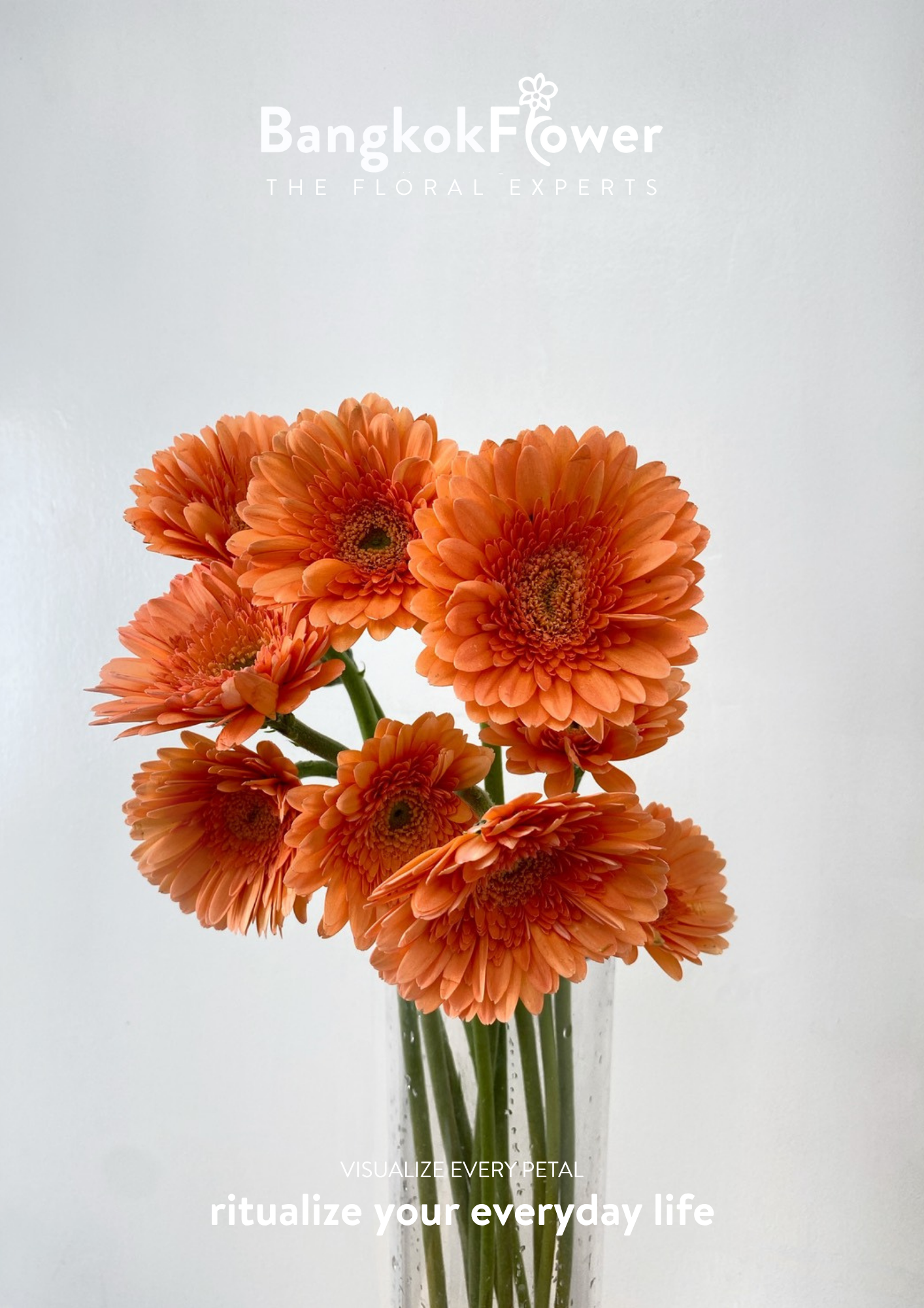 Tropical Orange Gerbera