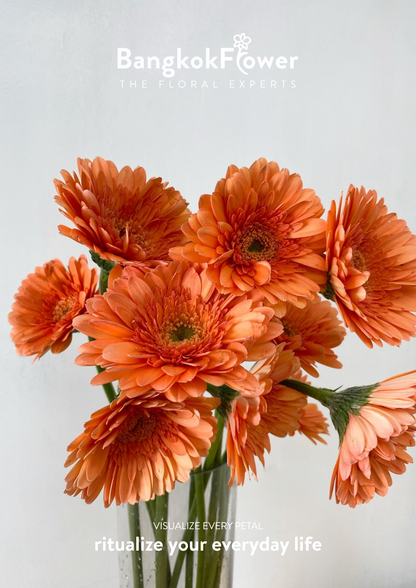 Tropical Orange Gerbera