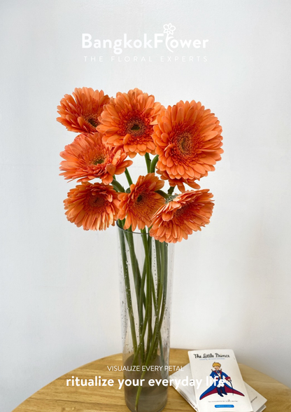 Tropical Orange Gerbera