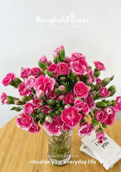สเปรย์ดอกคาร์เนชั่น สีชมพู-ขาว