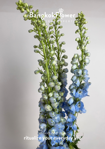 Delphinium Light Blue