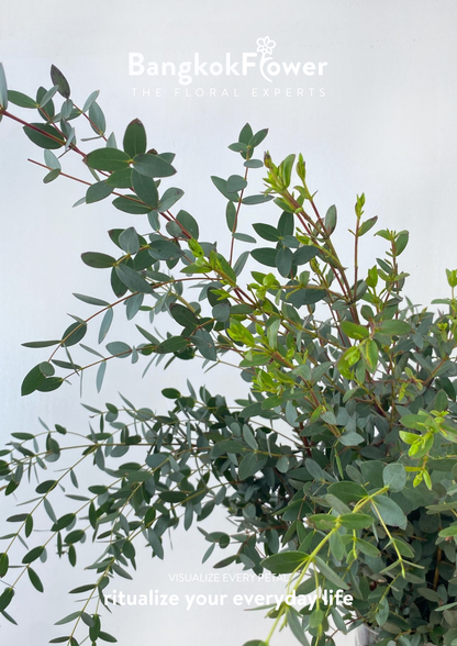 Eucalyptus Mini
