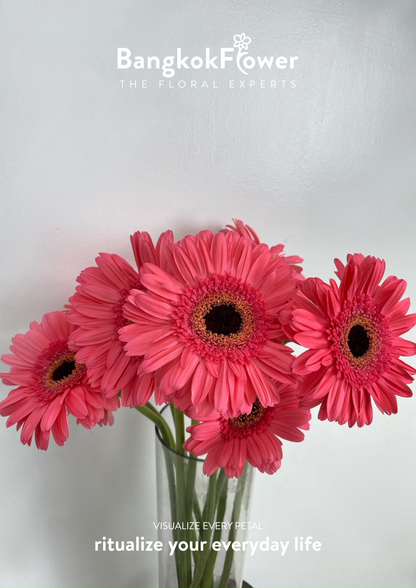 Fuchsia Pink Gerbera