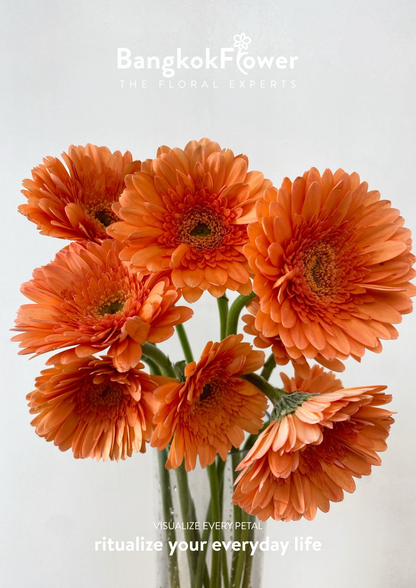 Tropical Orange Gerbera
