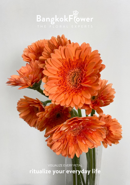 Tropical Orange Gerbera