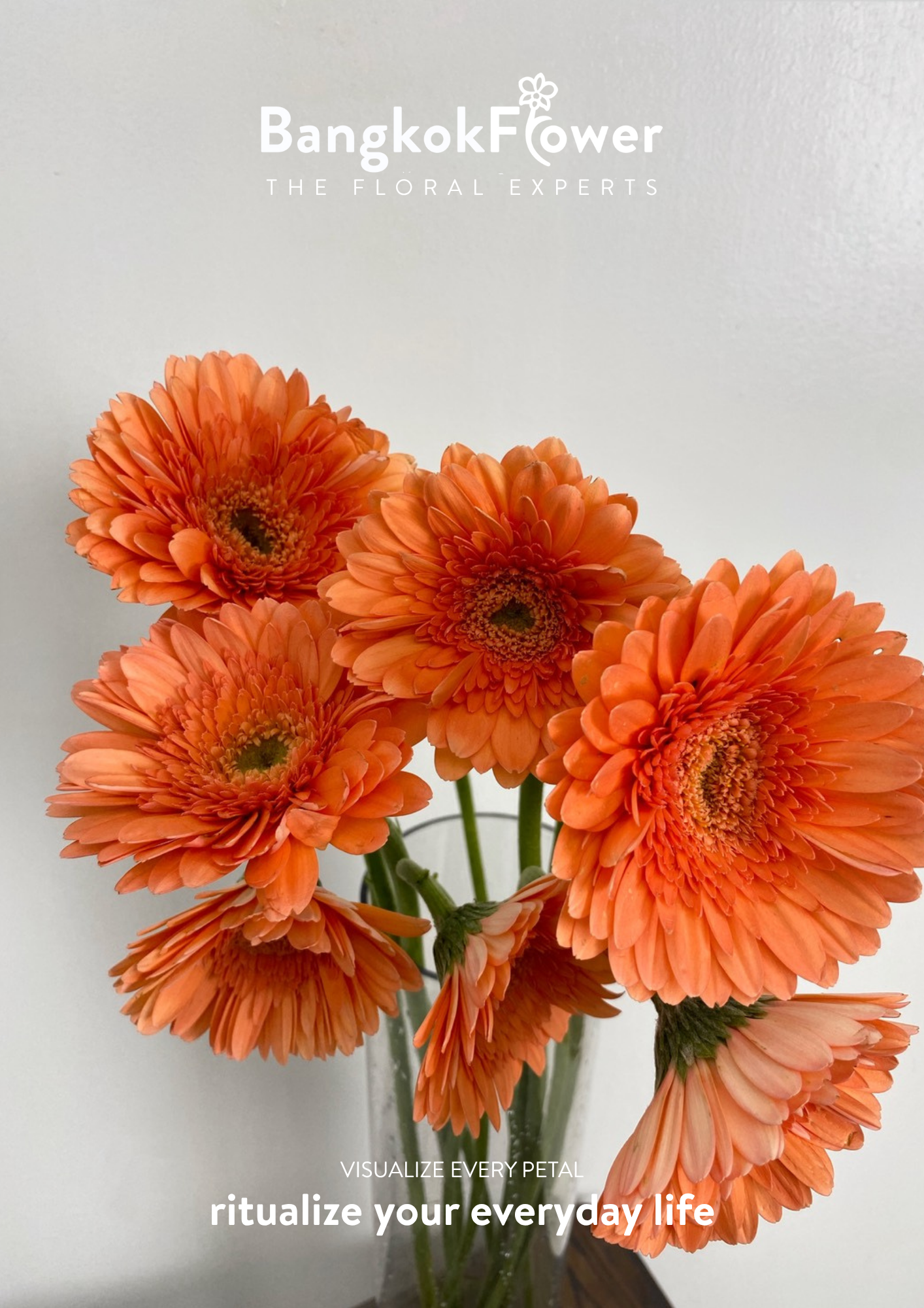 Tropical Orange Gerbera