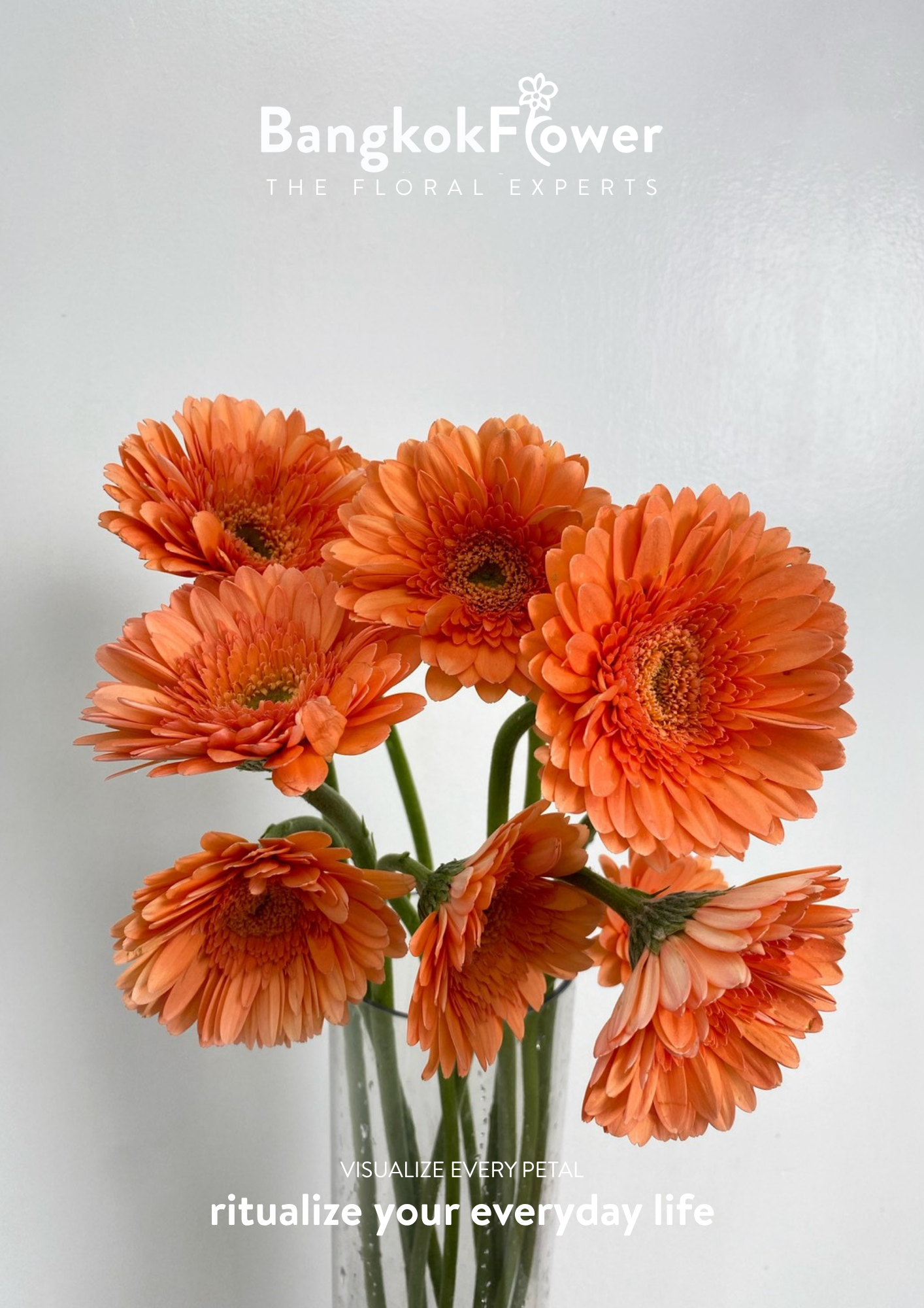 Tropical Orange Gerbera