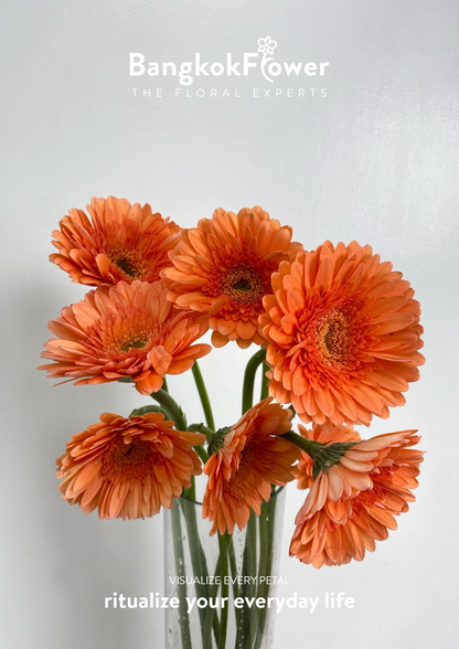 Tropical Orange Gerbera