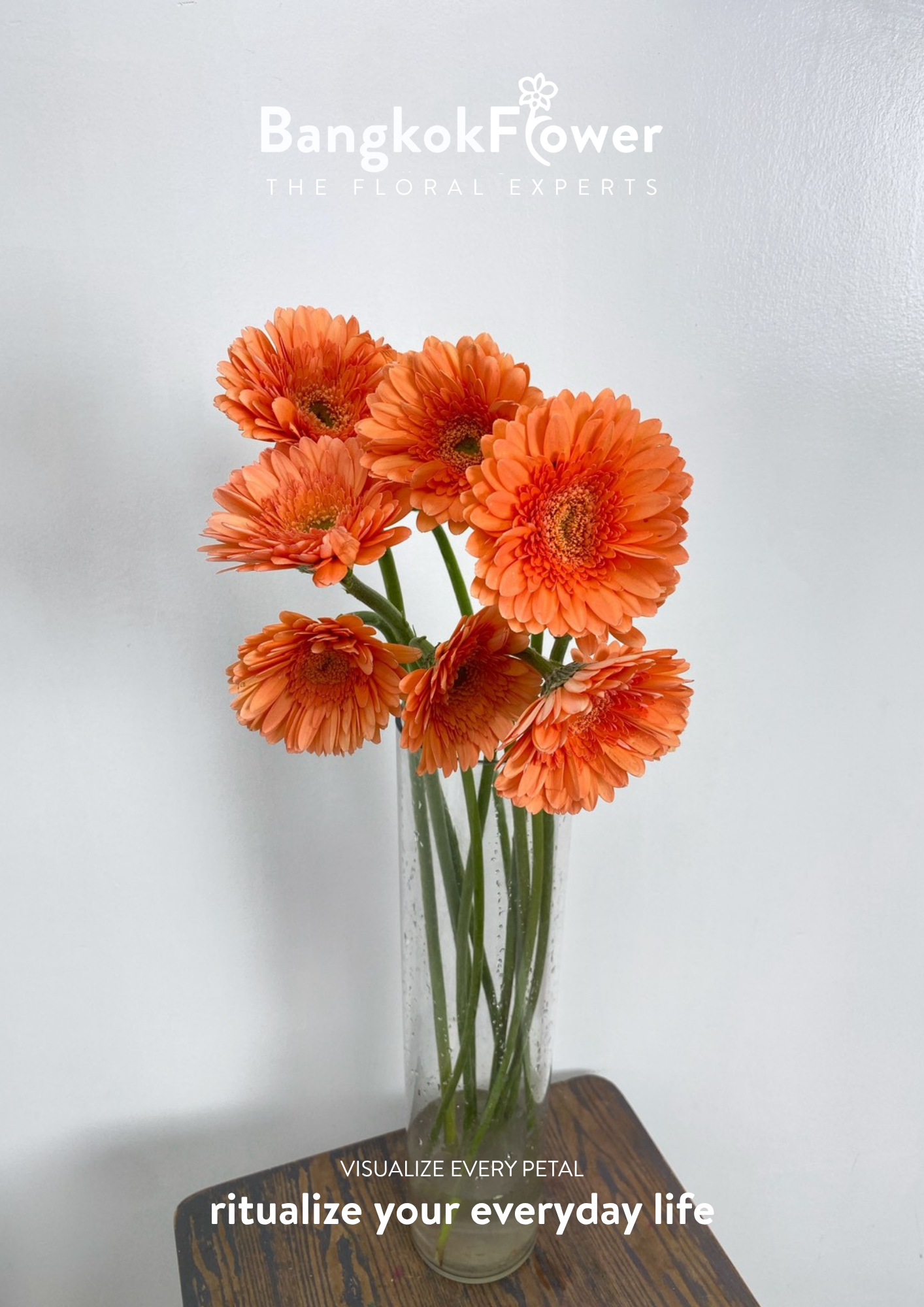 Tropical Orange Gerbera