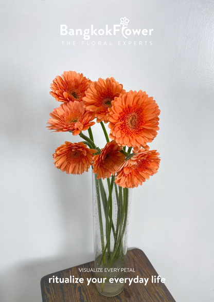 Tropical Orange Gerbera
