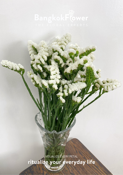 Statice White