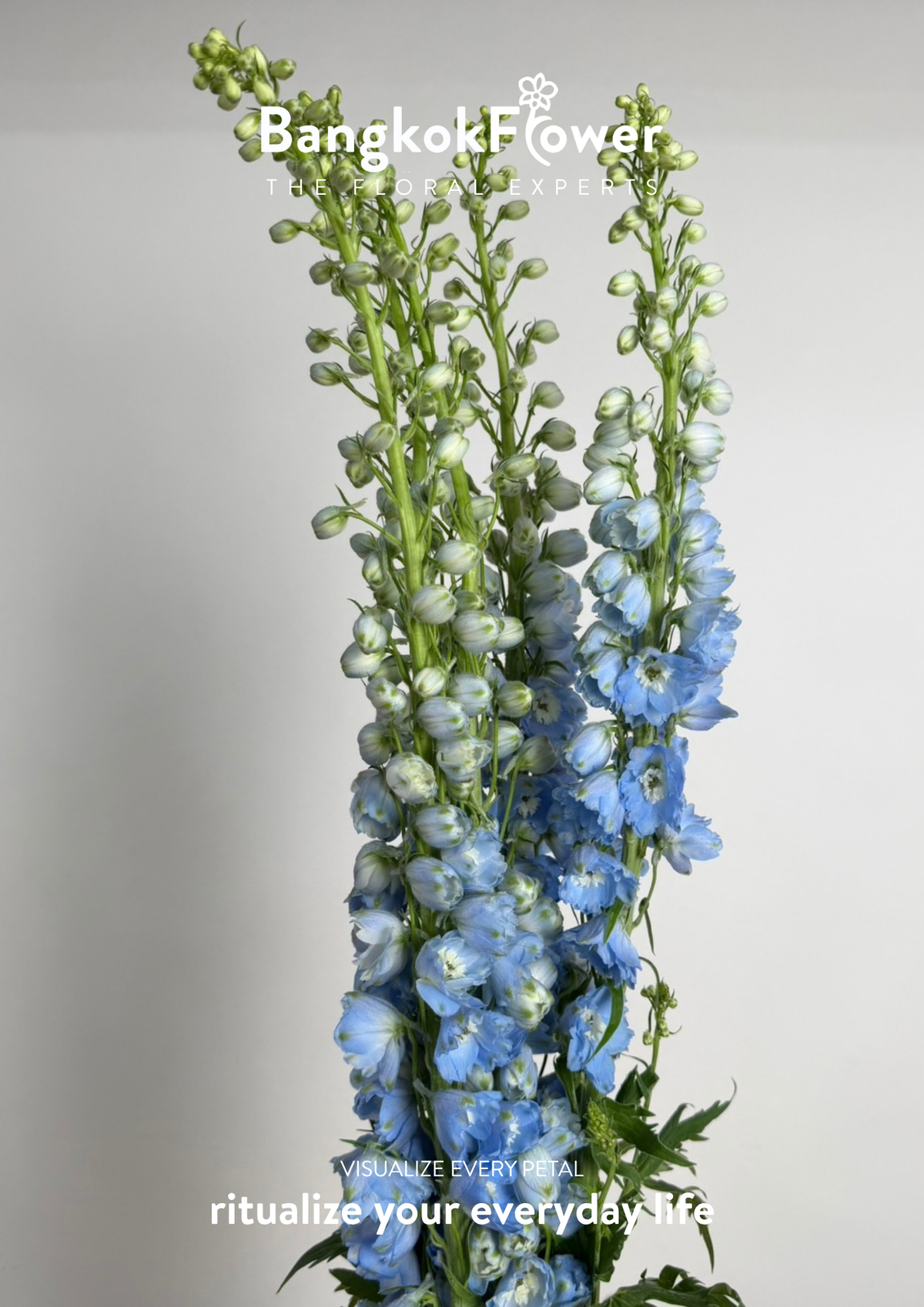 Delphinium Light Blue