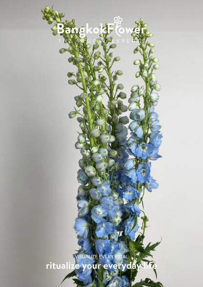 Delphinium Light Blue
