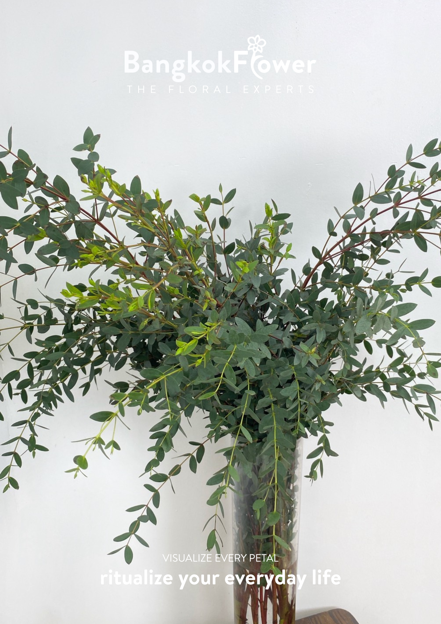 Eucalyptus Mini