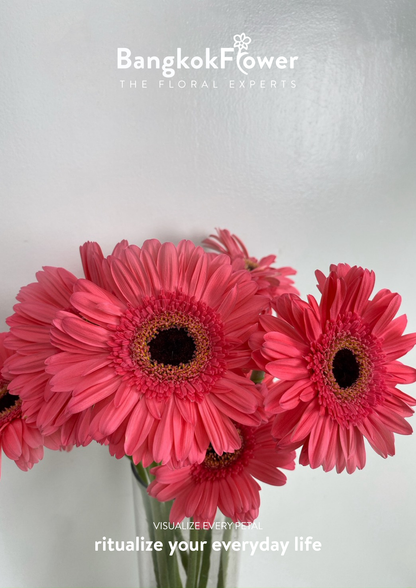 Fuchsia Pink Gerbera