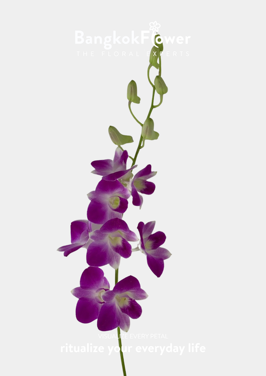 AN