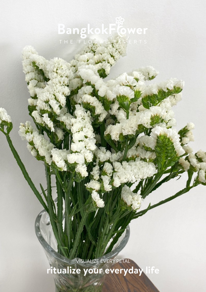 Statice White