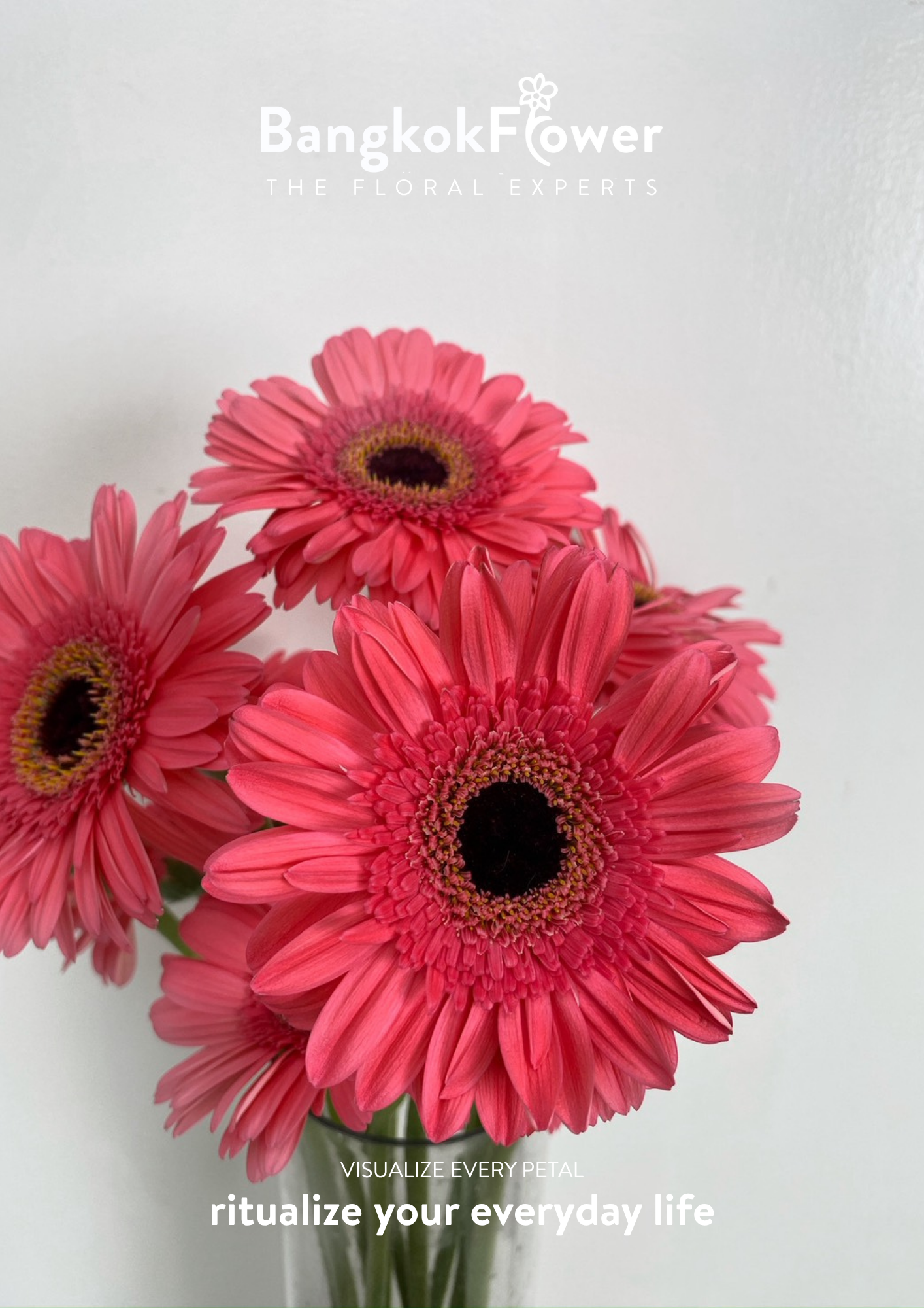 Fuchsia Pink Gerbera