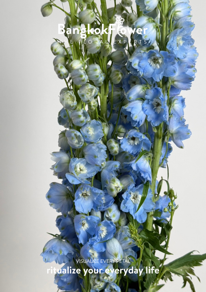 Delphinium Light Blue