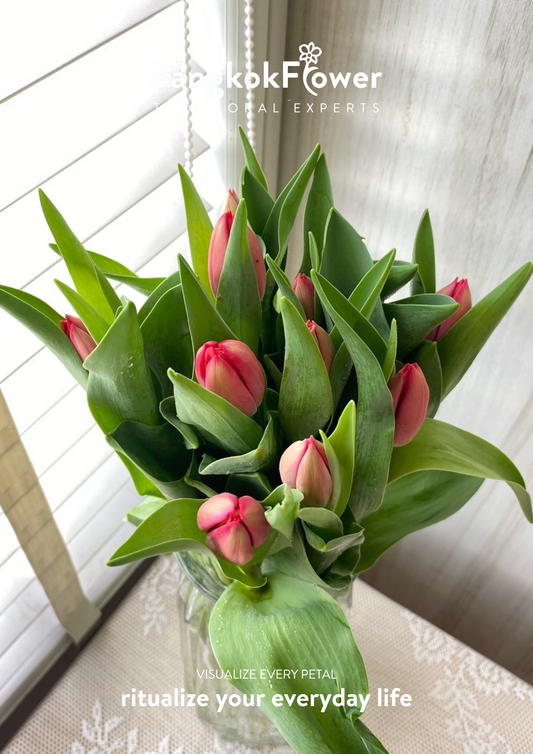 Tulip Cherry