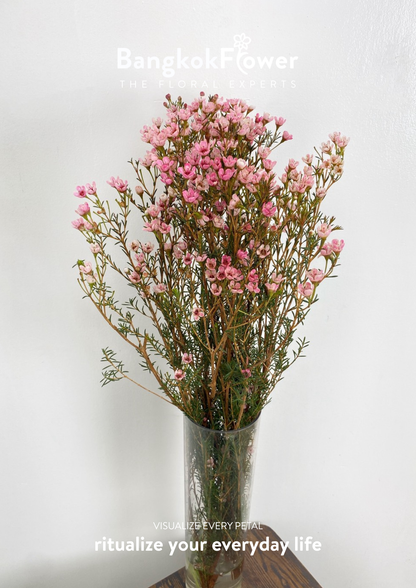 Wax Pink