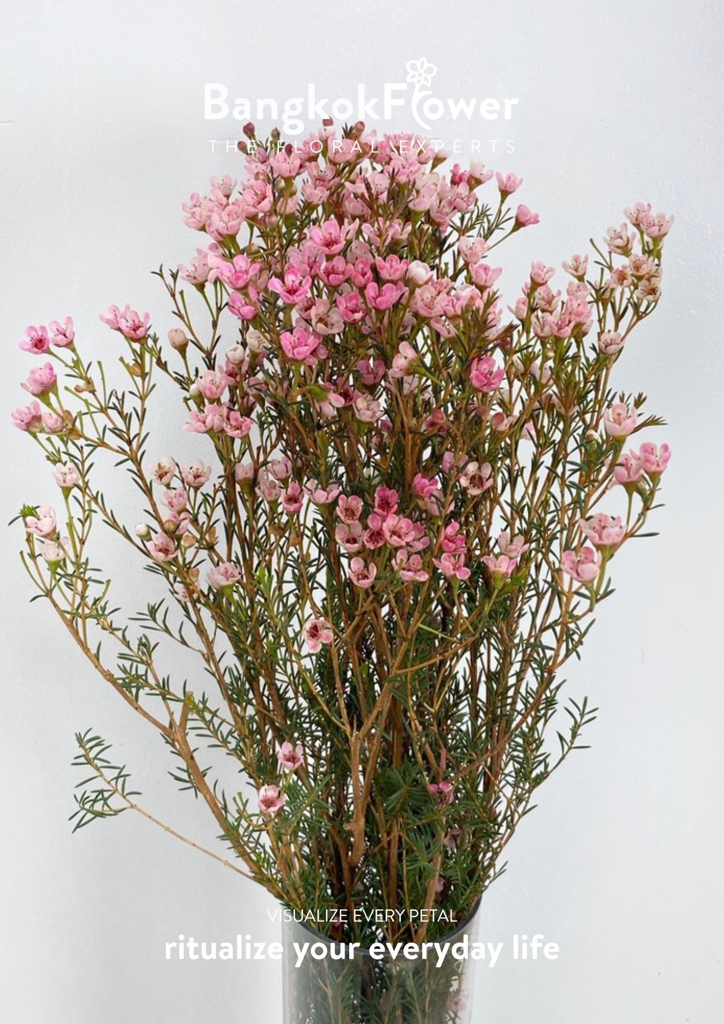 Wax Pink