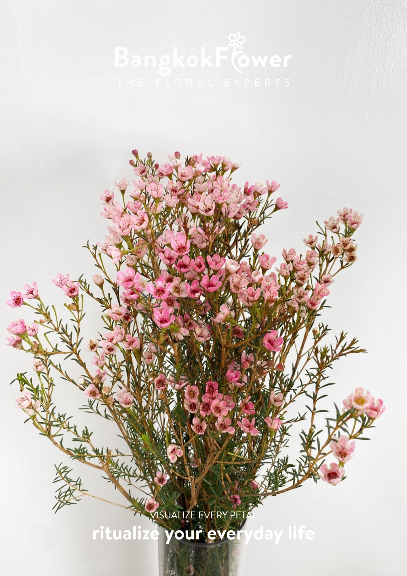 Wax Pink