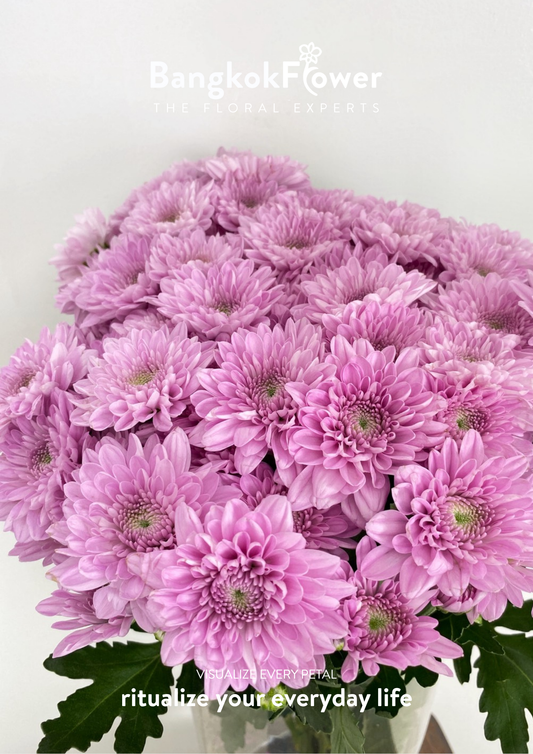 Sp. Hanami