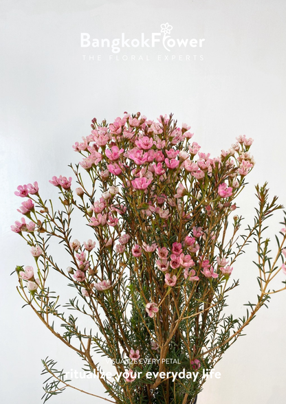 Wax Pink