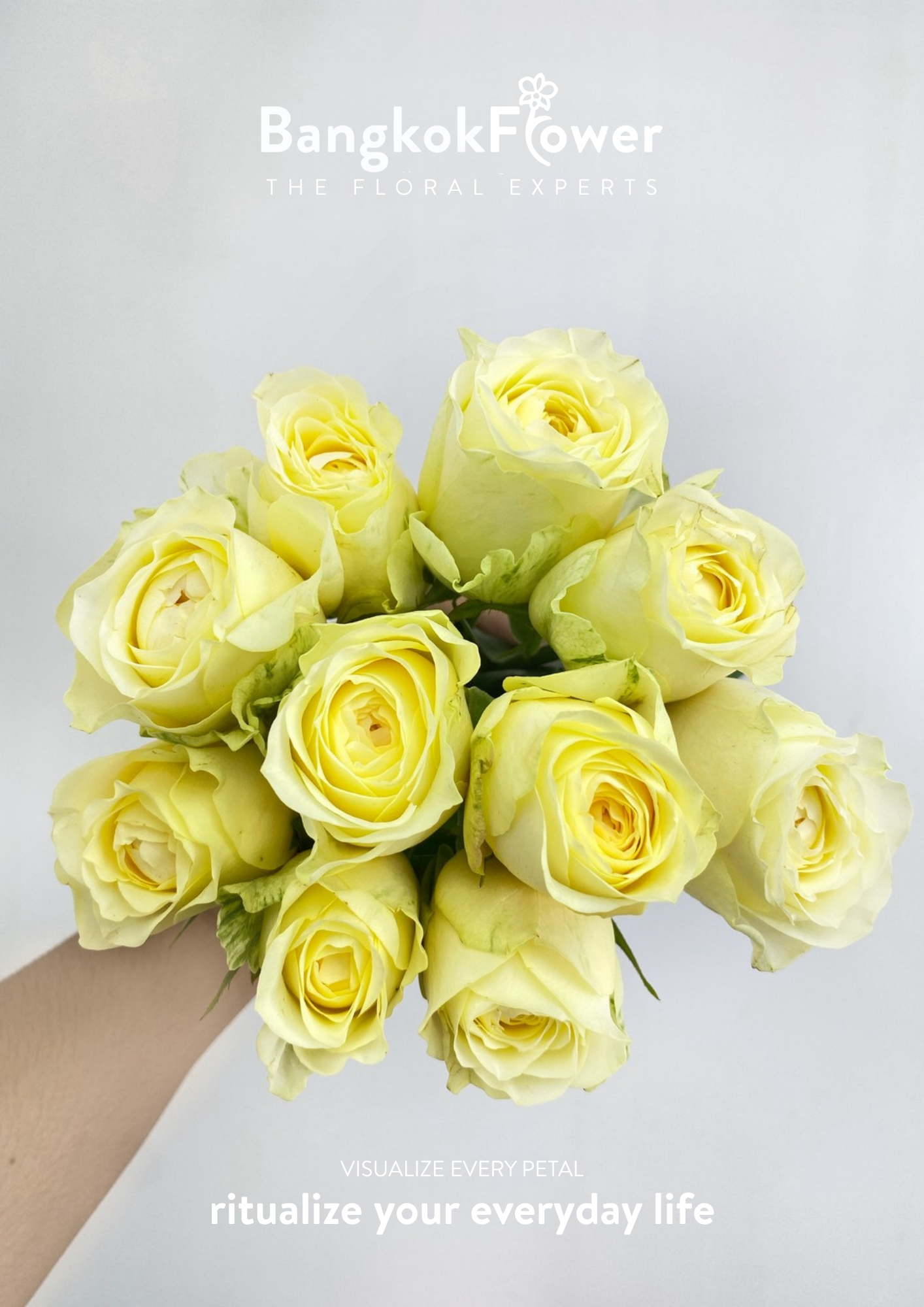 Butter Cup Rose