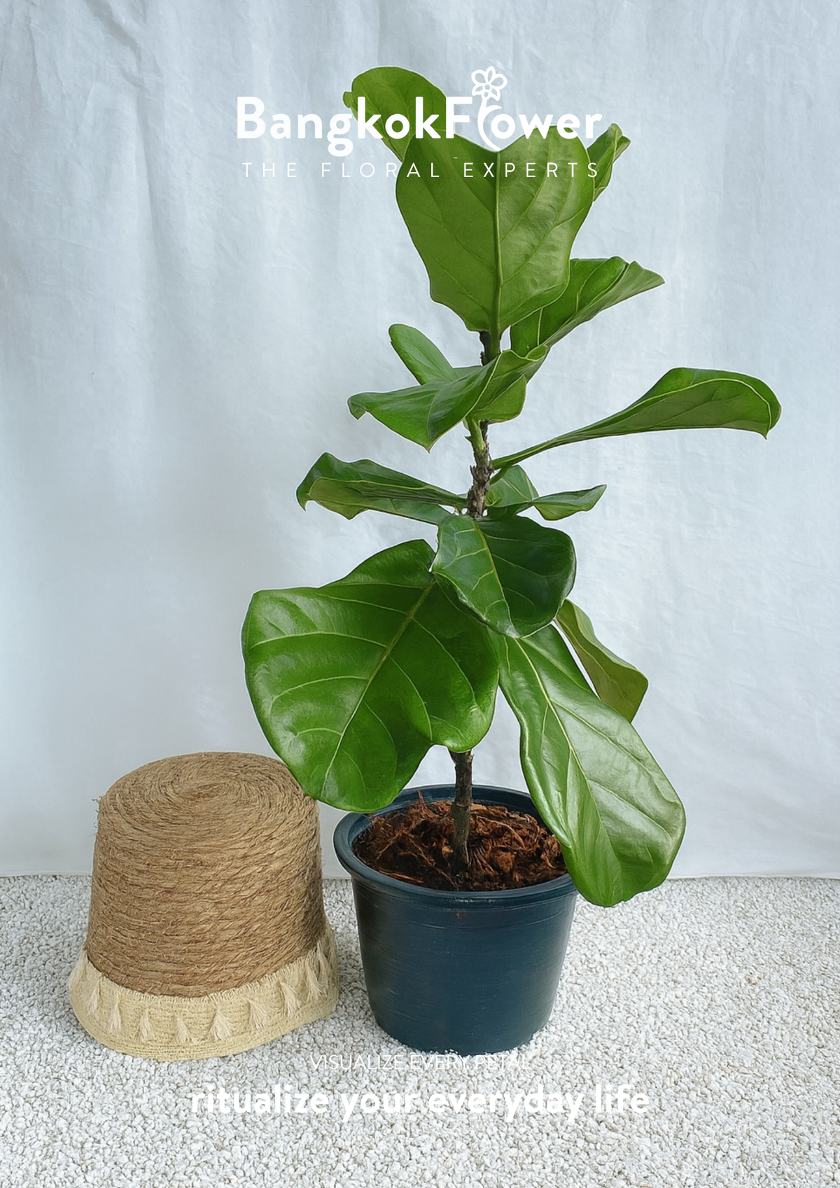leaf fig fiddle