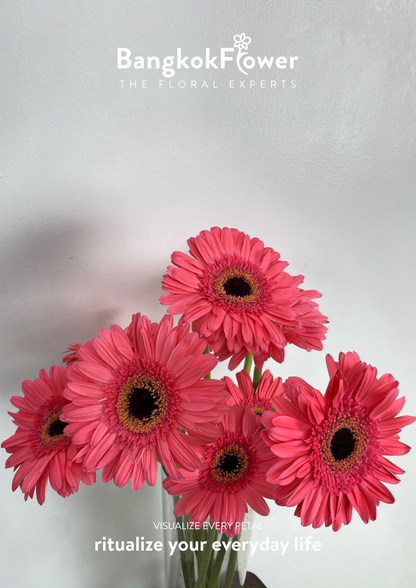 Fuchsia Pink Gerbera