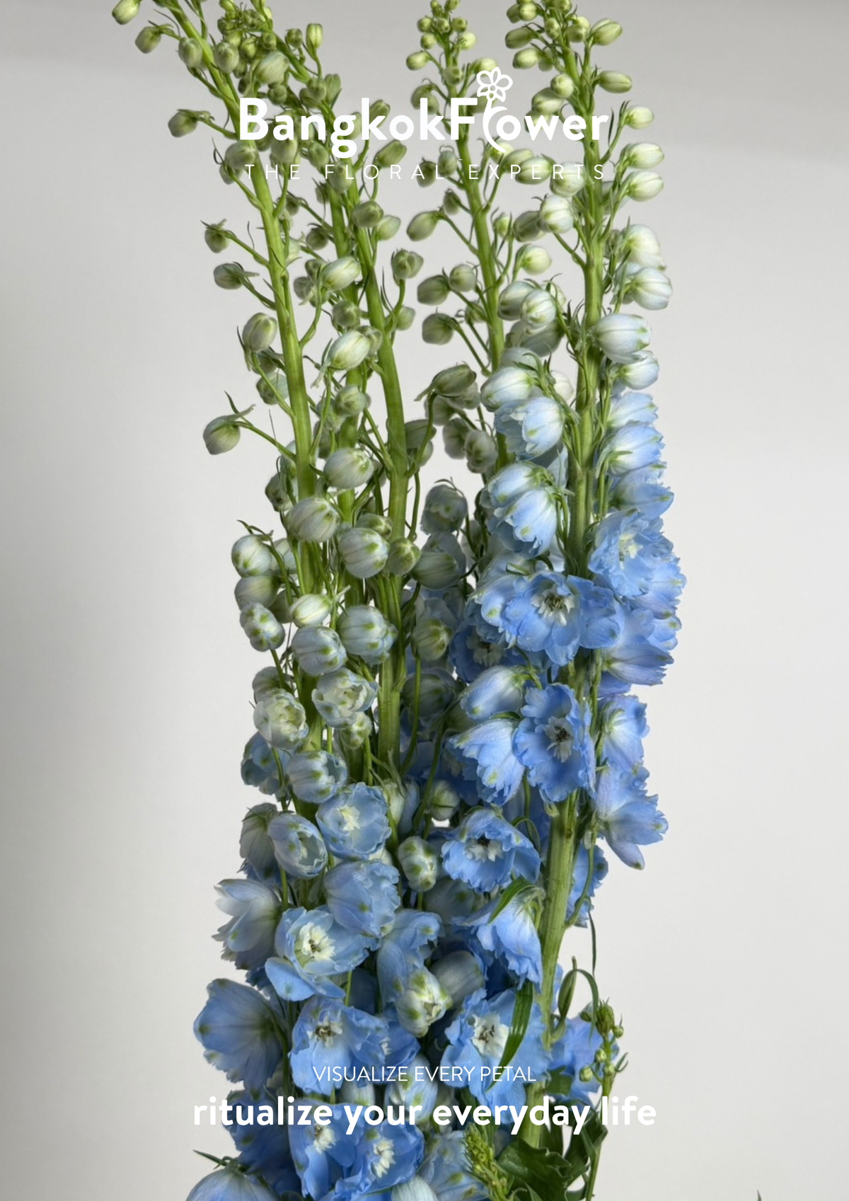 Delphinium Light Blue