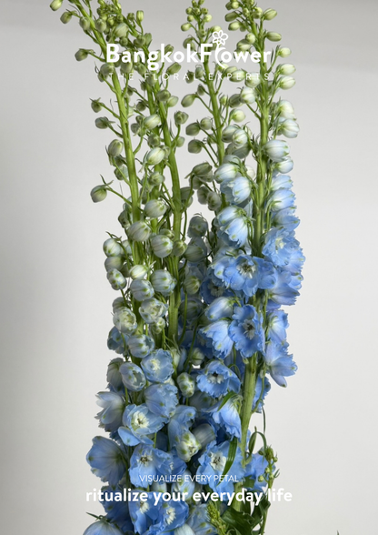 Delphinium Light Blue
